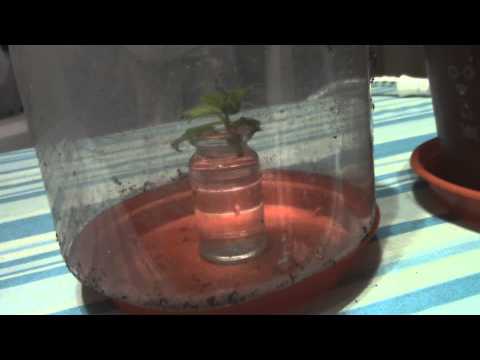 Nursing Salvia Divinorum (Part 3)