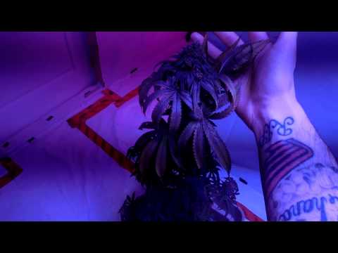 LED Grow Room Update