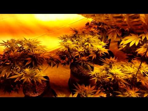 A07 - 4k - Chem-D, OG Kush, Master X Bubba - Day 24 Flower?