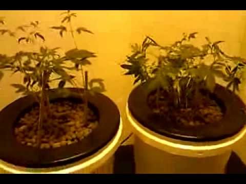 600 watt hps dwc autoflower breeding update