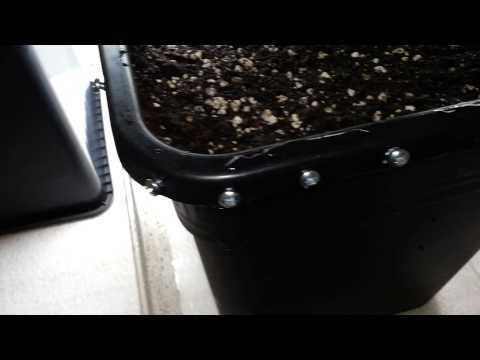 A bag seed odyssey ( day 18 )