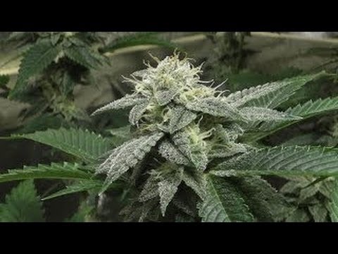 The FLOWER INITIATOR Grow - Day 36 Of Use