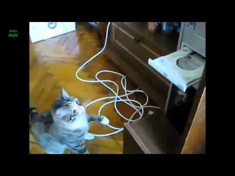 Funniest cats video compilation! Os gatos mais engraçados! HD