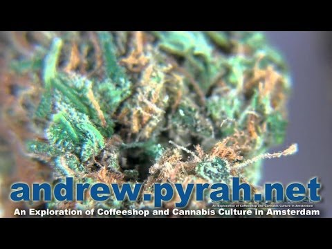 MANGO - HOMEGROWN FANTASY COFFEESHOP - AMSTERDAM CANNABIS CUP 2013 ENTRIES