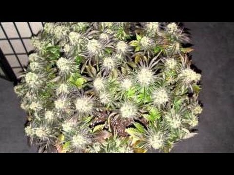 Cannabis Quickie Picture Show #1