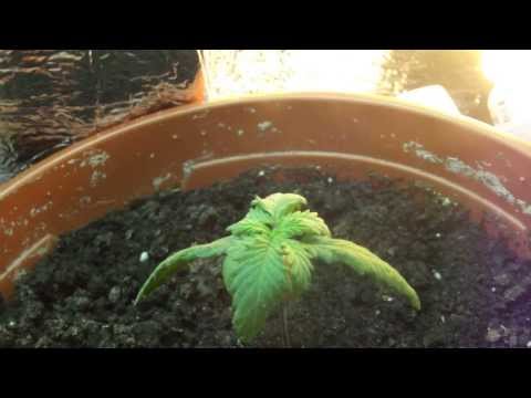 How does Overwatering looks like OG Kush Jurnal