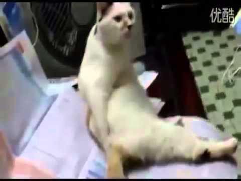 Best crazy cats compilation! Gatos loucos, voadores, assutados, lutadores!