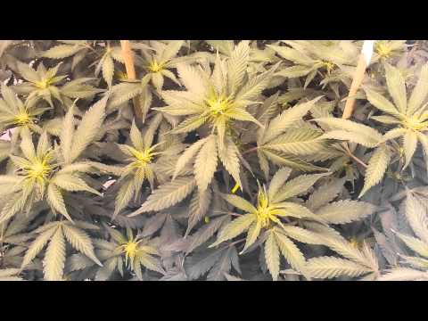 2/11/13 Day 8 of flower. Flower initiator grow.