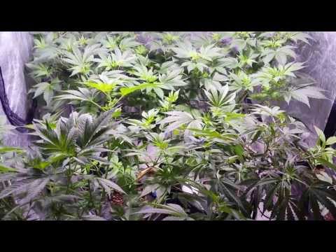 Veg room !!  =D     400w MH Grow tent