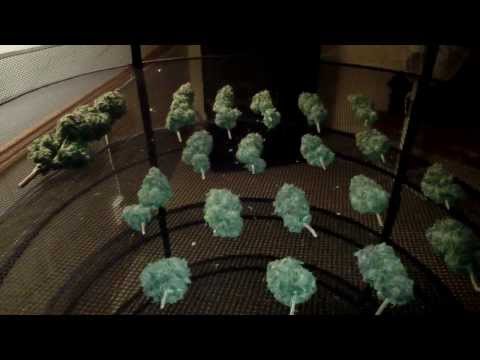 LED Grow L.A. Cheese Harvest