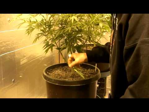 Pre-Flower Pruning for Marijuana Plants