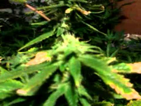 day 30 flower 1000 watt grow northern lights