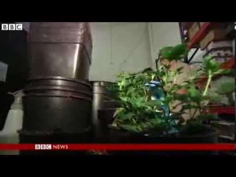 'No banking' for Colorado's newly legal marijuana industry