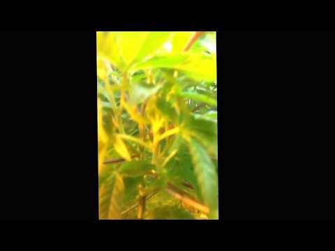 Calcium and Magnesium deficiency explained