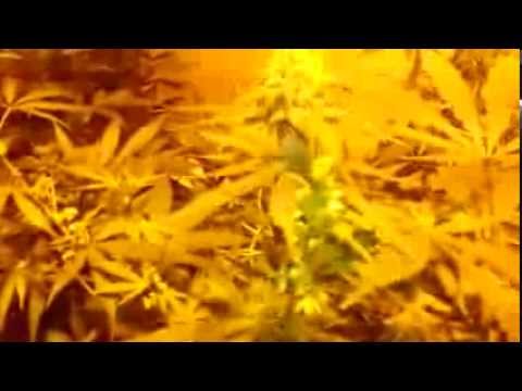 Cannabis breeding male and female marijuana plants