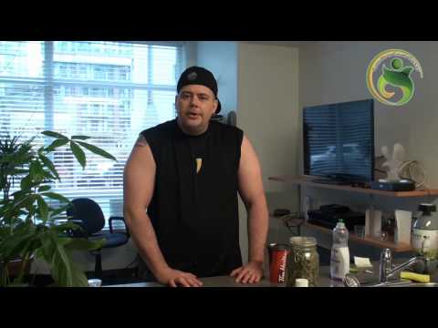 The Strain from Spain (True purple phenotype on this Genotype)