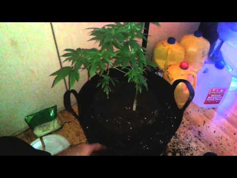 Transplanting from a 3 gallon pot 2 a 7 gallon pot