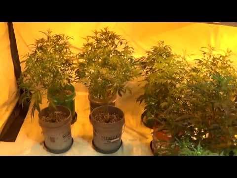 How to Harvest Medical Cannabis every week.....start of week 4