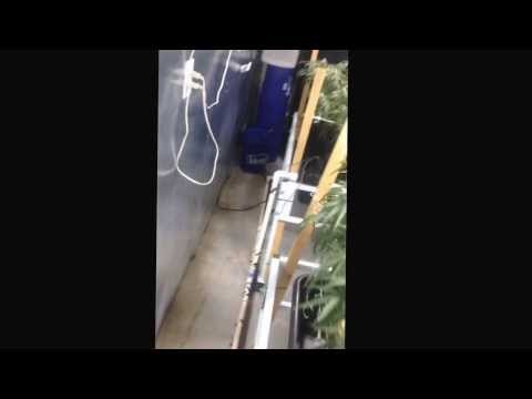 Intro. Medical Cannabis grow room