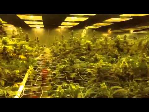 Discreet Treats Grow Room