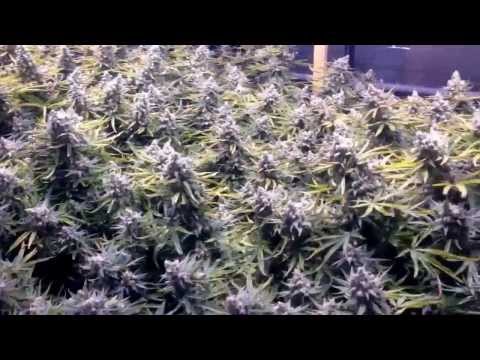 Plants before harvest. Getting ready for the next run.