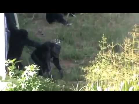 Macaquinho Safado Mandando a Banana na Macaca!Videos engraçados Pegadinhas Cacetadas Pranks