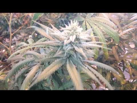 March 1, 2014 7000 Watt Grow Room Update