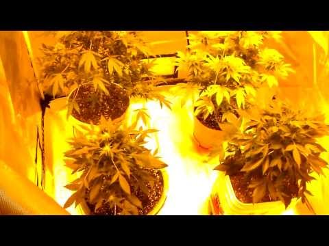 Grow tent