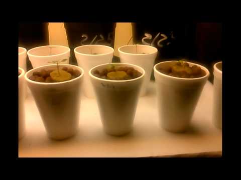 Farm4Freedom - Autoflower Veg room update: Transplant and clone dome seedlings