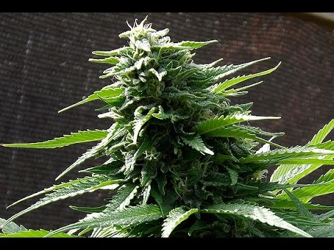 ESC Root Conditioner Treatment 2014 Comparison