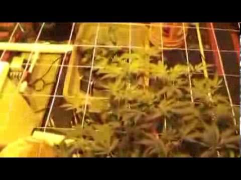 Day 15 VEG Plus Mascot and Ventillation Setup