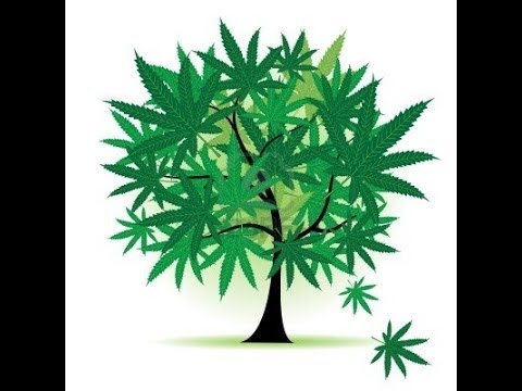 Flower Update #2 Day 8