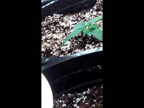 week one of veg. small cfl grow update