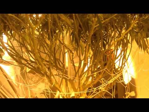 BlueDream flower week 4