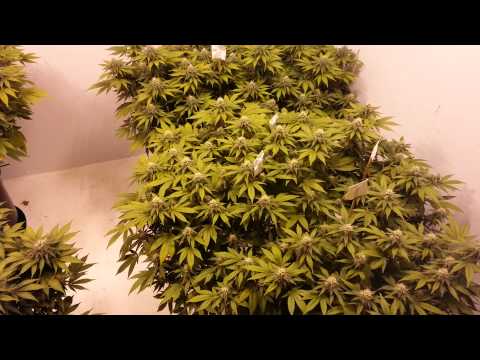 Day 32 on Flower Initiator Grow