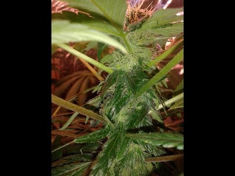 Flower Update # 3 day 15