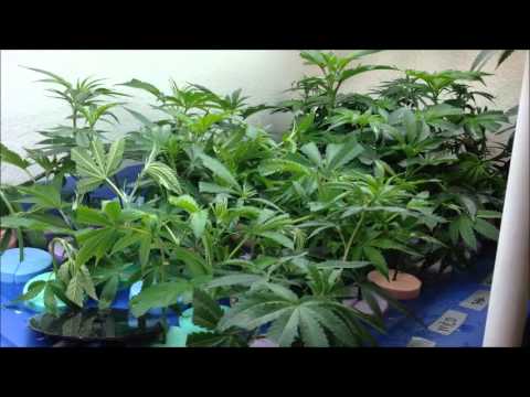 Sin City Clones - THE CLONE ROOM