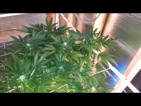 Week 2 update of bloom/ check in on veg tent