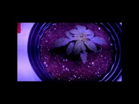 LED Grow Sogouda and Veg Update