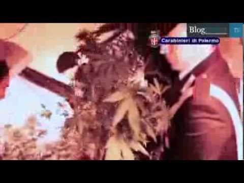 Palermo, scoperta piantagione di cannabis in un ex convento