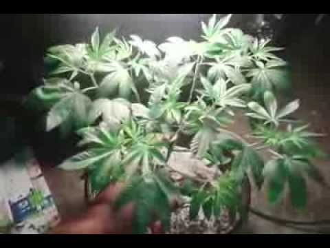 Project Green Fingers #1