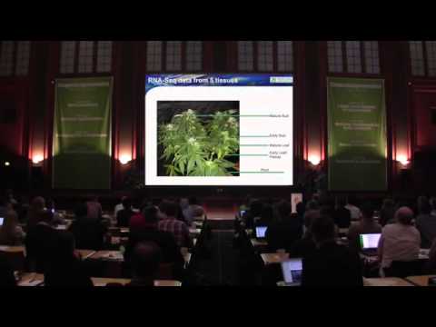 Sequencing The Cannabis Genome