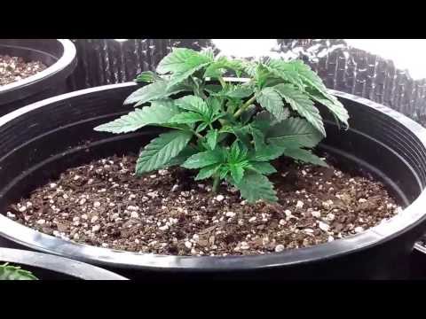 week 3 veg small cfl grow