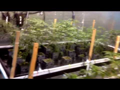 Harvest shots...the next round is in. The journey begins