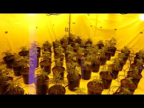 Multi strain pheno finder journal day 1