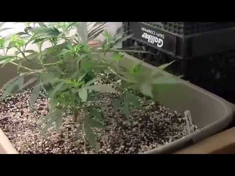 Organic CFL indoor Medical Marijuana Grow