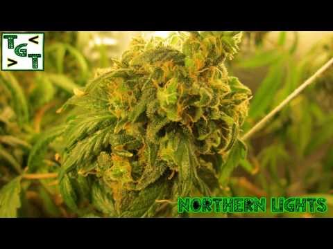 Northern Lights[[Indoor grow]]