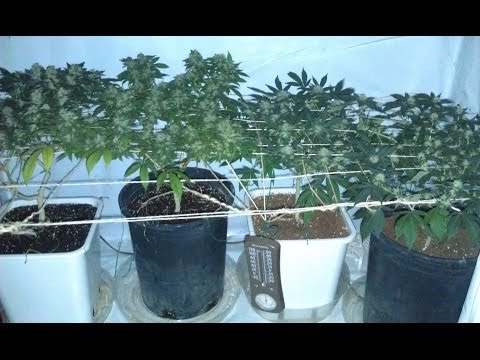 Keep it Real bloom room