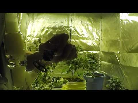 How about them beans