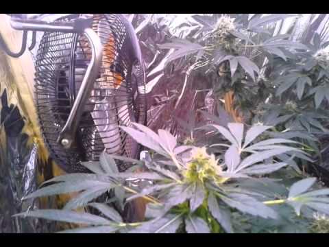 Flower Update #5      Day 29